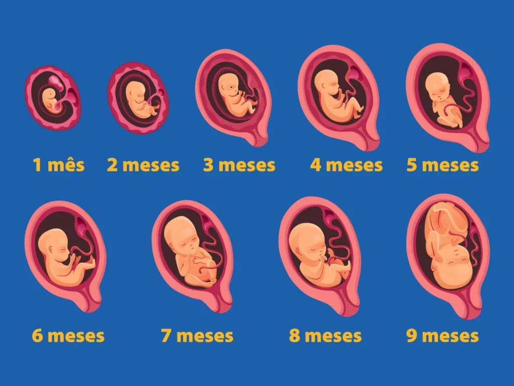 desenvolvimento fetal durante a gestação